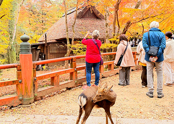 Meet the Deer in Nara