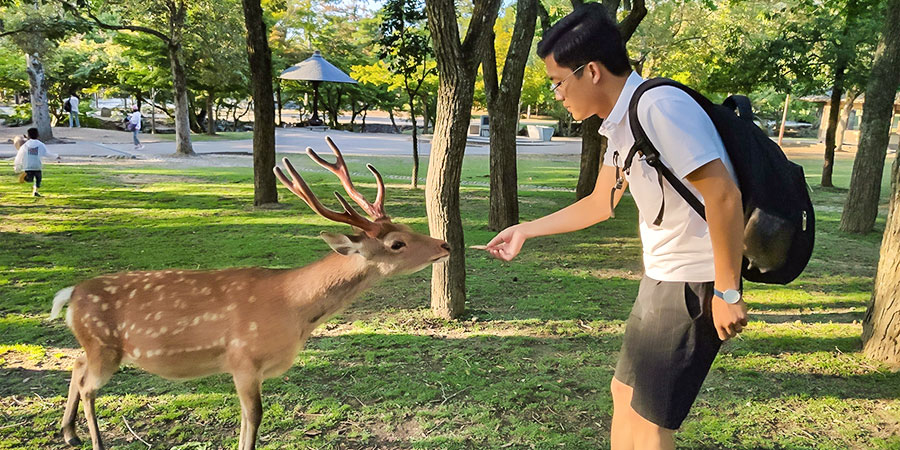 Nara's deer in summer