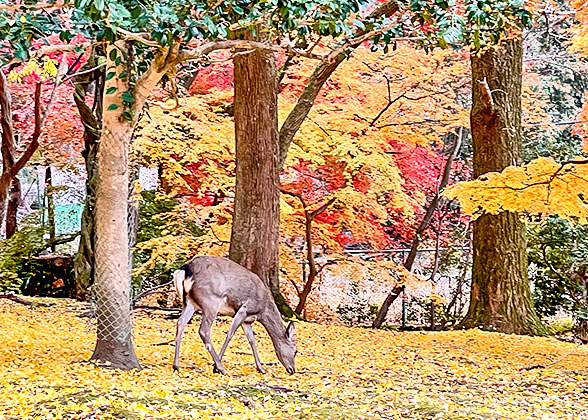 Cute Deer and Colorful Leaves