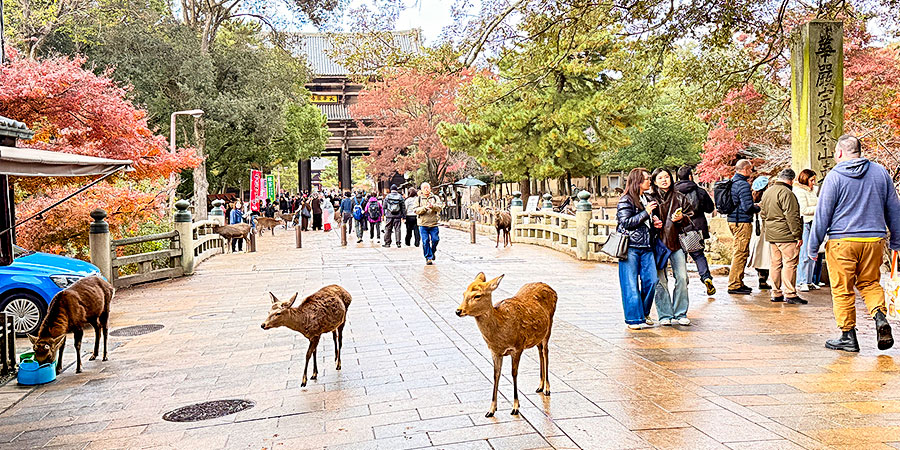 Lovely Autumn Scene in Nara