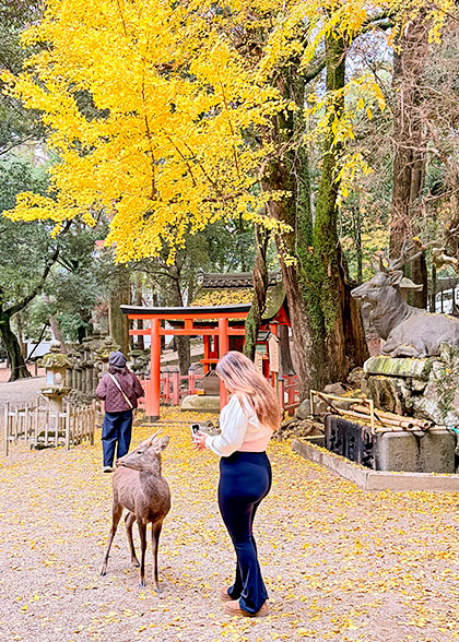 Golden Fall View in Kasuga Taisha
