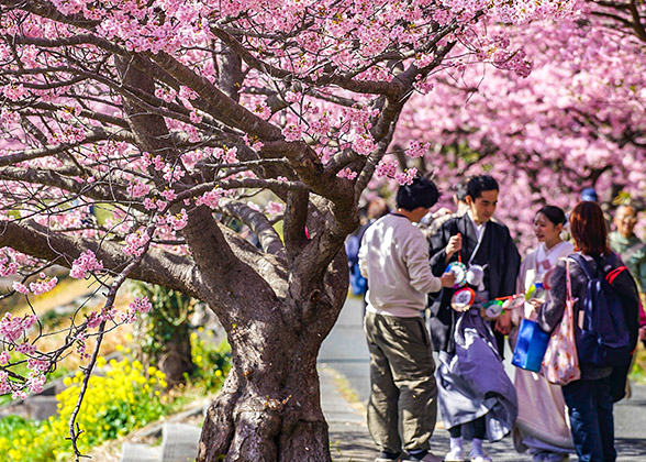 Isuien Garden in Spring