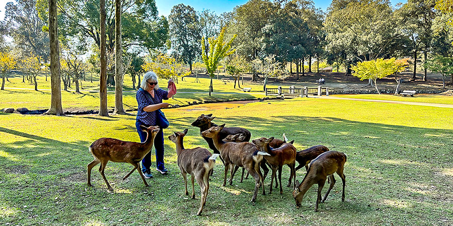 Nara Park in September