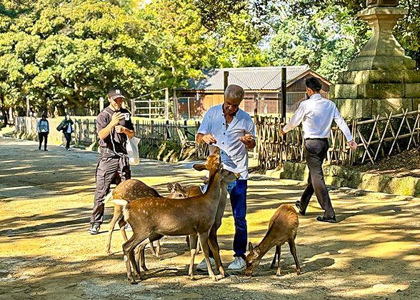 Get Close to the Cute Deers