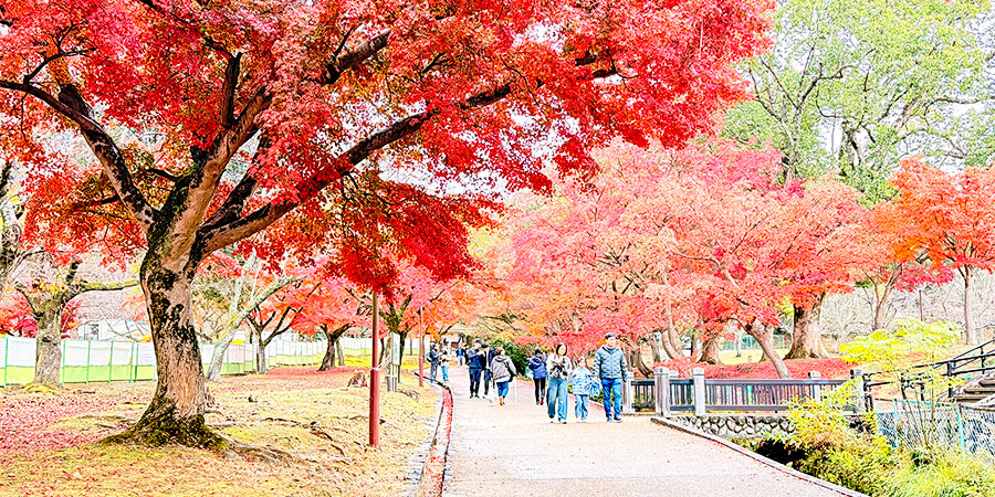 Red Leaves in Nara