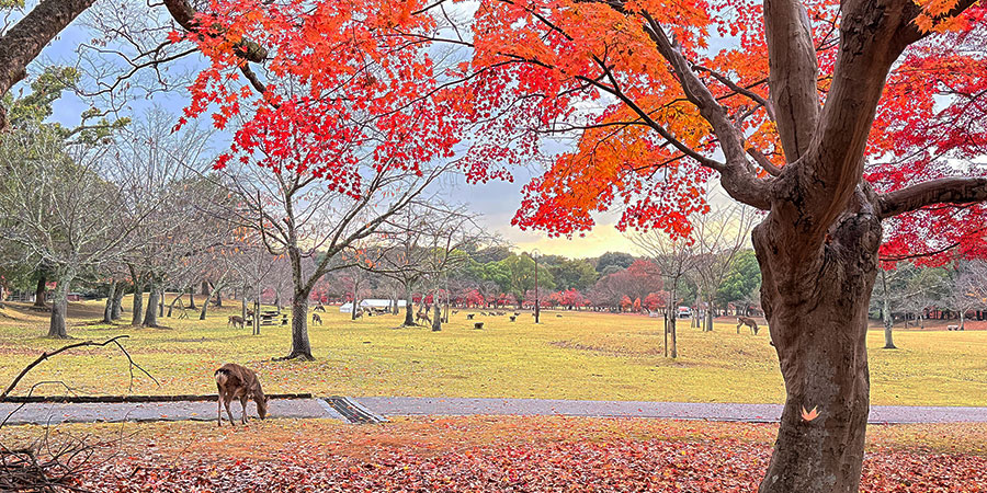 Red Leaves in Nara