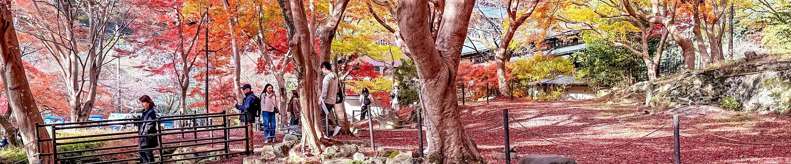 Nara Red Leaves