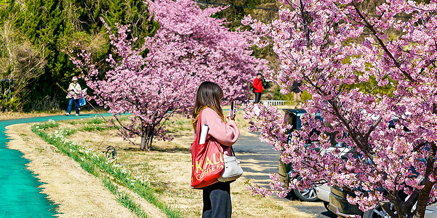 Blooming Sakura in Nara