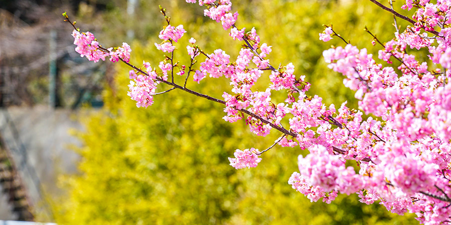 Cherry Flowers in Goryo Shrine