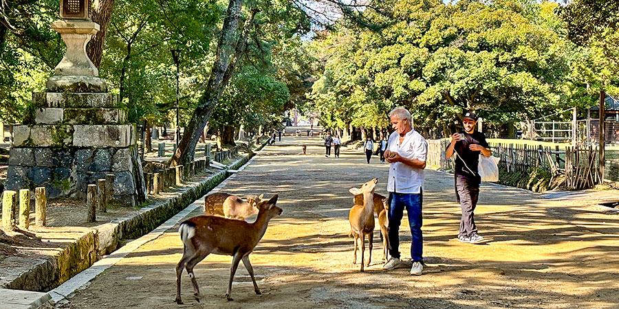 Feed Deer in Nara Park