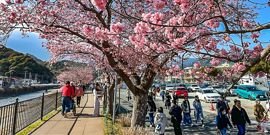 Sakura Blossom in April