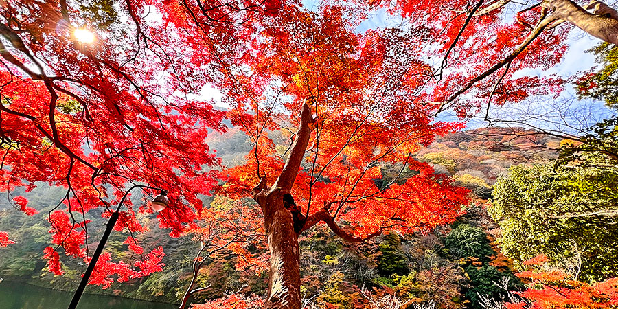 Colorful Fall Leaves