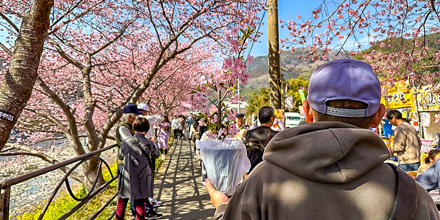 Popular Sakura View Spots