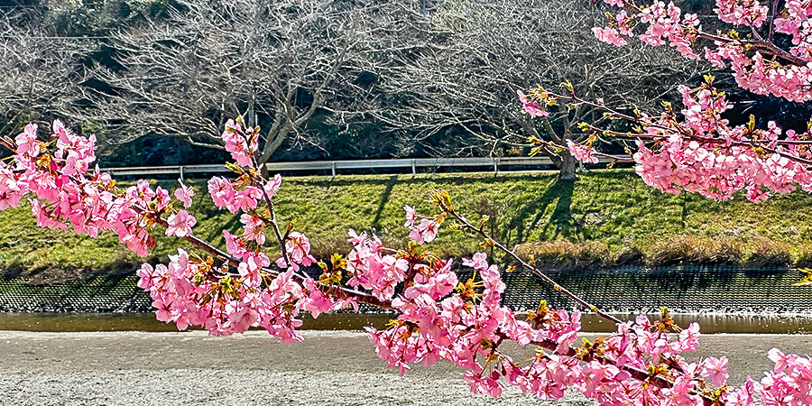 Early Sakura Blossom
