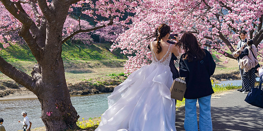 Sakura by Lake