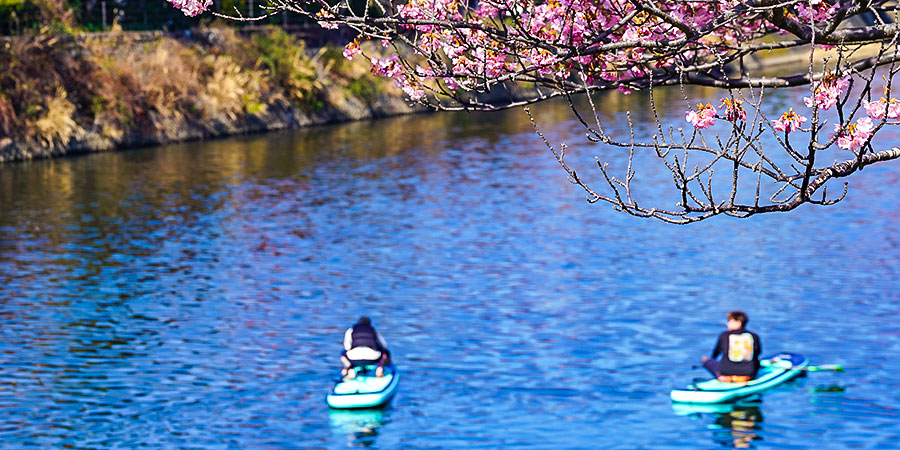Boat Tour to View Sakura