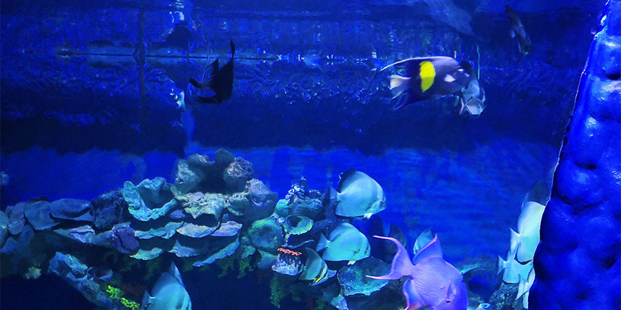 Okinawa Churaumi Aquarium