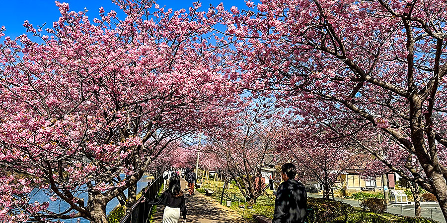 Sakura in Full Bloom