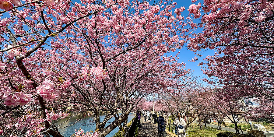 Sakura View