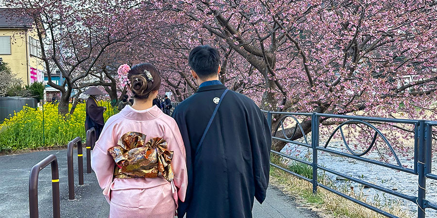 Beautiful Sakura Blossoms