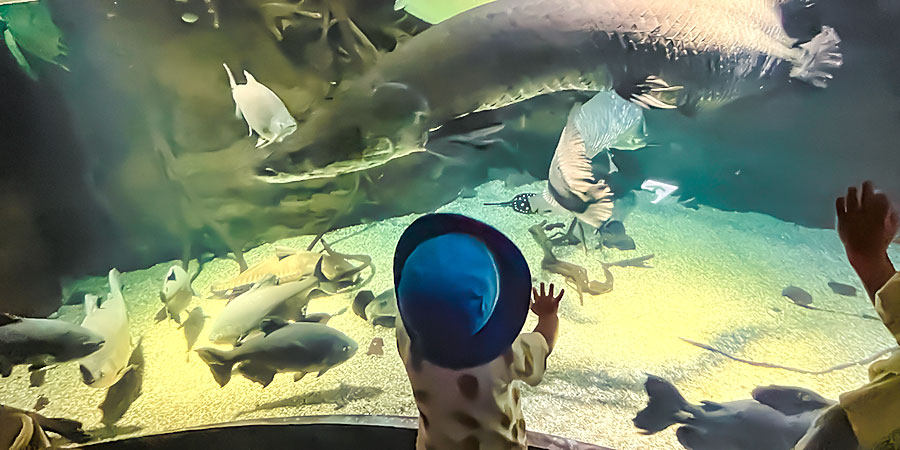 Inside Osaka Aquarium Kaiyukan