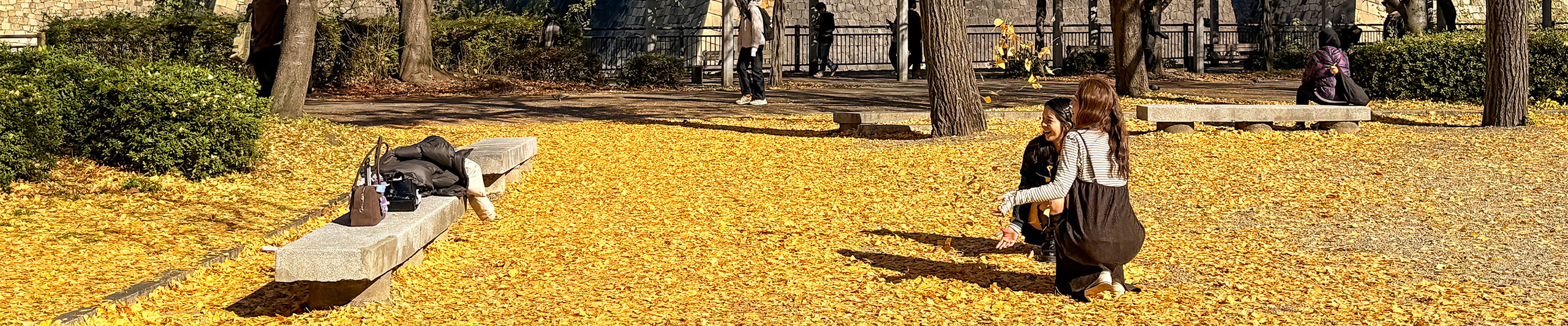 Golden Leaves in Osaka