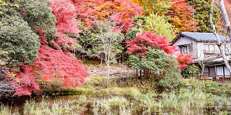 Impressive Red Foliage in Minoo Park