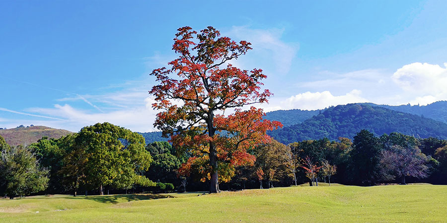Tsurumi Ryokuchi Park, Osaka