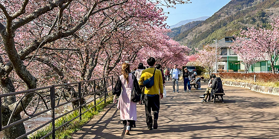 Otaru Sakura in Spring