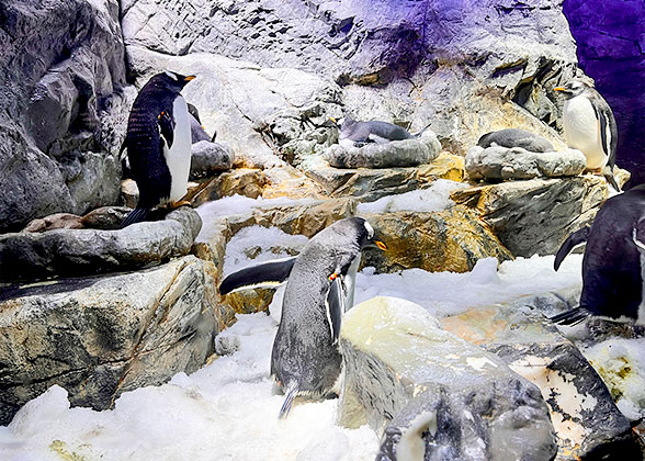 Penguins at Miyajima Public Aquarium