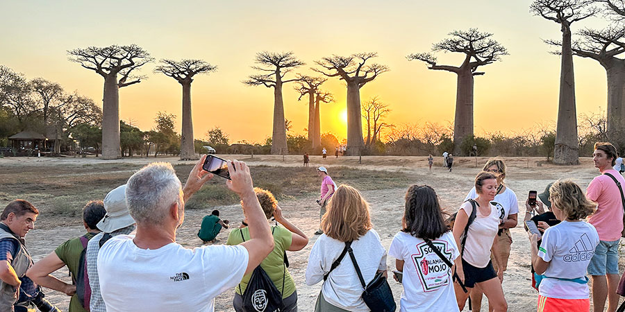 People Taking Pictures of Baobabs