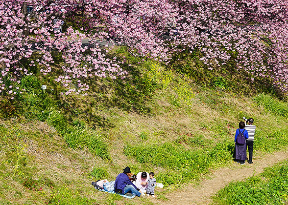 Picnic in Matsumae Park