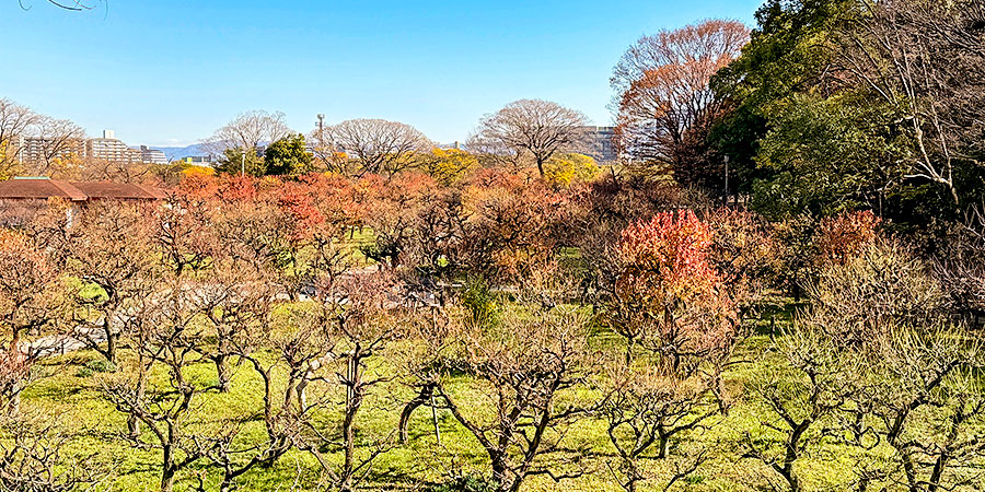 Plum Grove in Osaka Castle