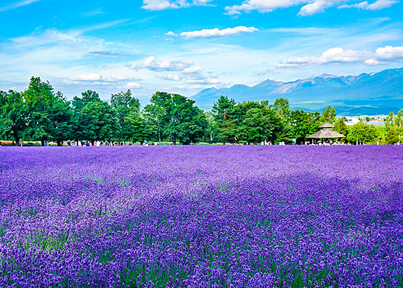 Landscape in Lake Kawaguchi Herb Festival