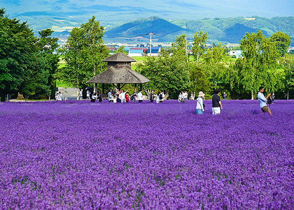 Purple Lavender in Furano