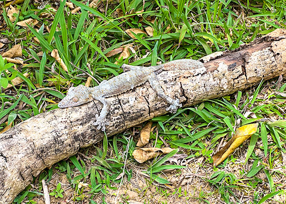 Endemic Lizard in Ranomafana NP