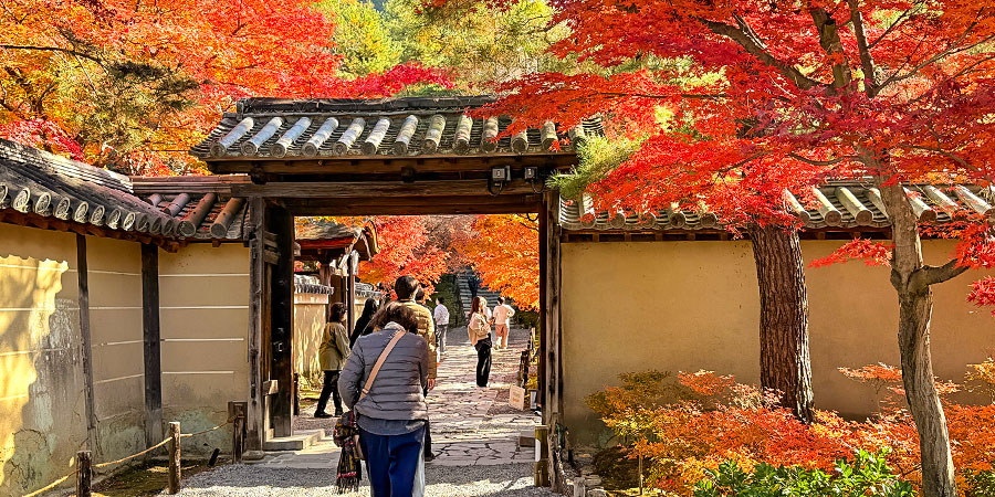 Red Leaves in Fukuoka