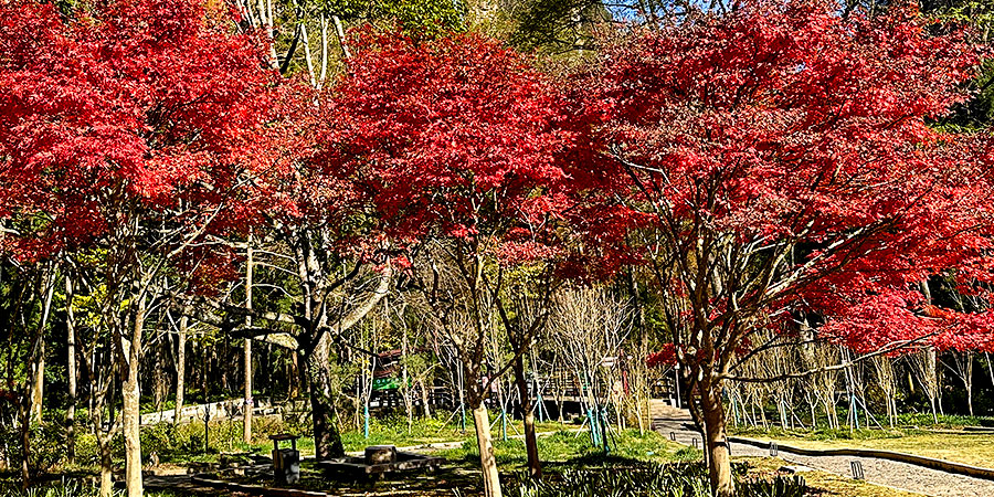 Red Leaves Viewing in Japan