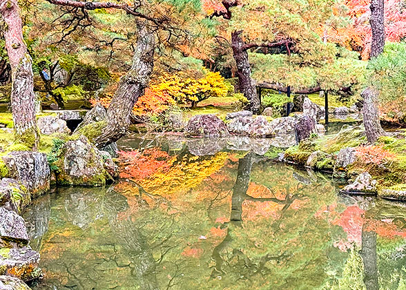 Red maples in Shukkeien Garden