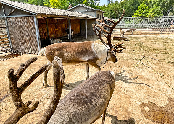 Visit the Reindeer Farm