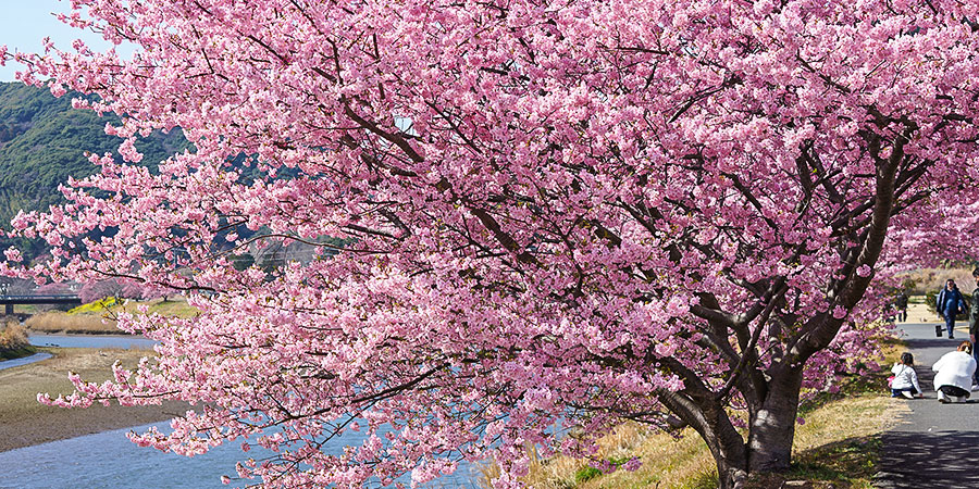 Sakura in Full Blossom