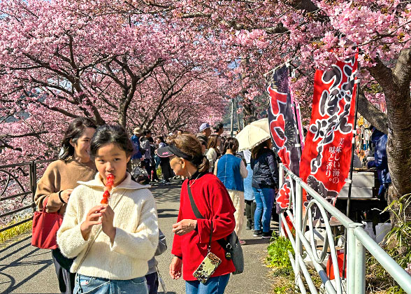 People for Sakura Viewing in Goryokaku Park
