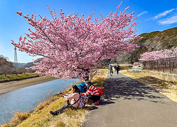 Cherry Blossoms by Miyagawa River