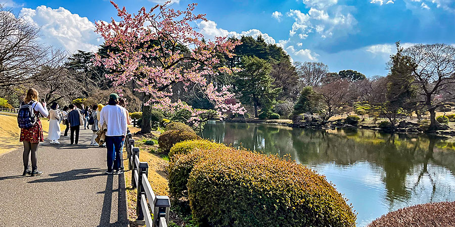Early Sakura in Oshino Hakkai
