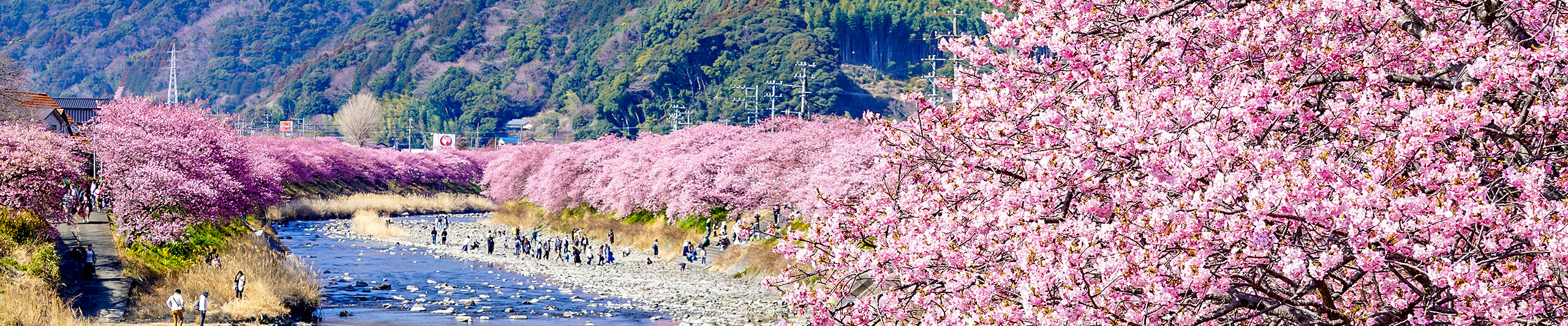 Sakura Season in Sendai