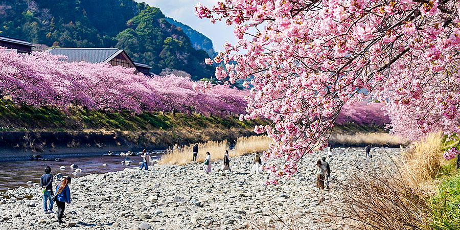 Cherry Blossoms in Takayama