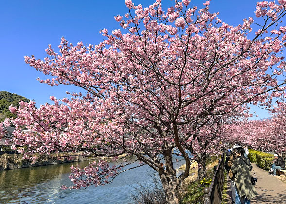 Cherry Blossoms by Sumida River, Tokyo