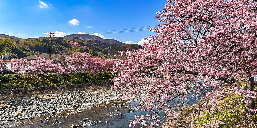 Takayama with Cherry Blossoms