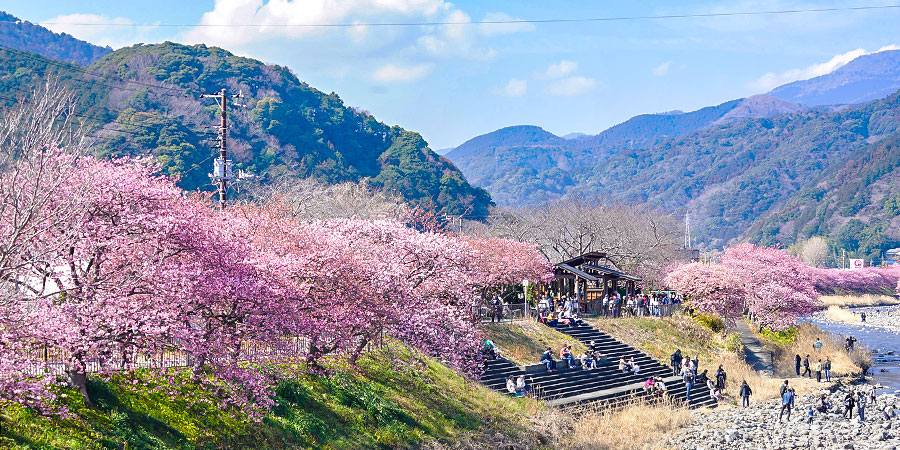 Blooming Cherry Blossoms in Japan