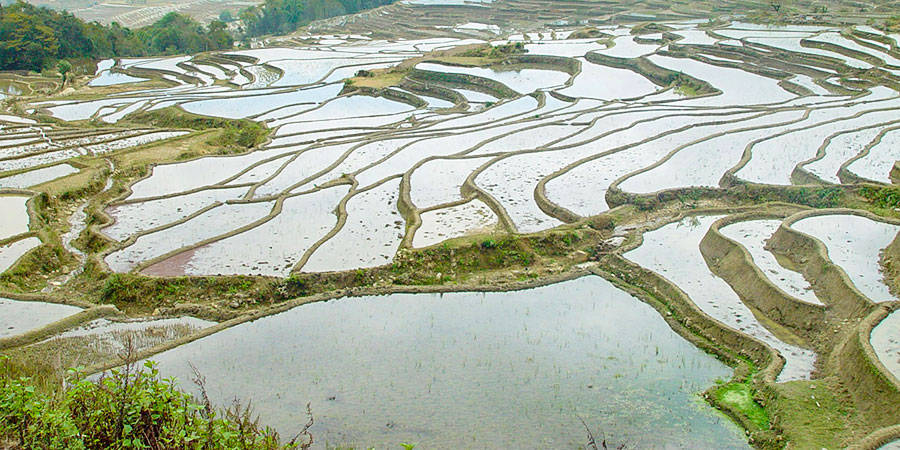 Irrigation Phase of Sapa Terraced Fields